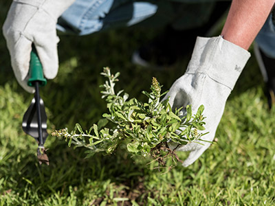 Put the Spring Back Into Your Lawn